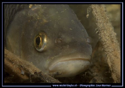 The big eye of the "Chevesne"... Que du Bonheur...:O)... by Michel Lonfat 